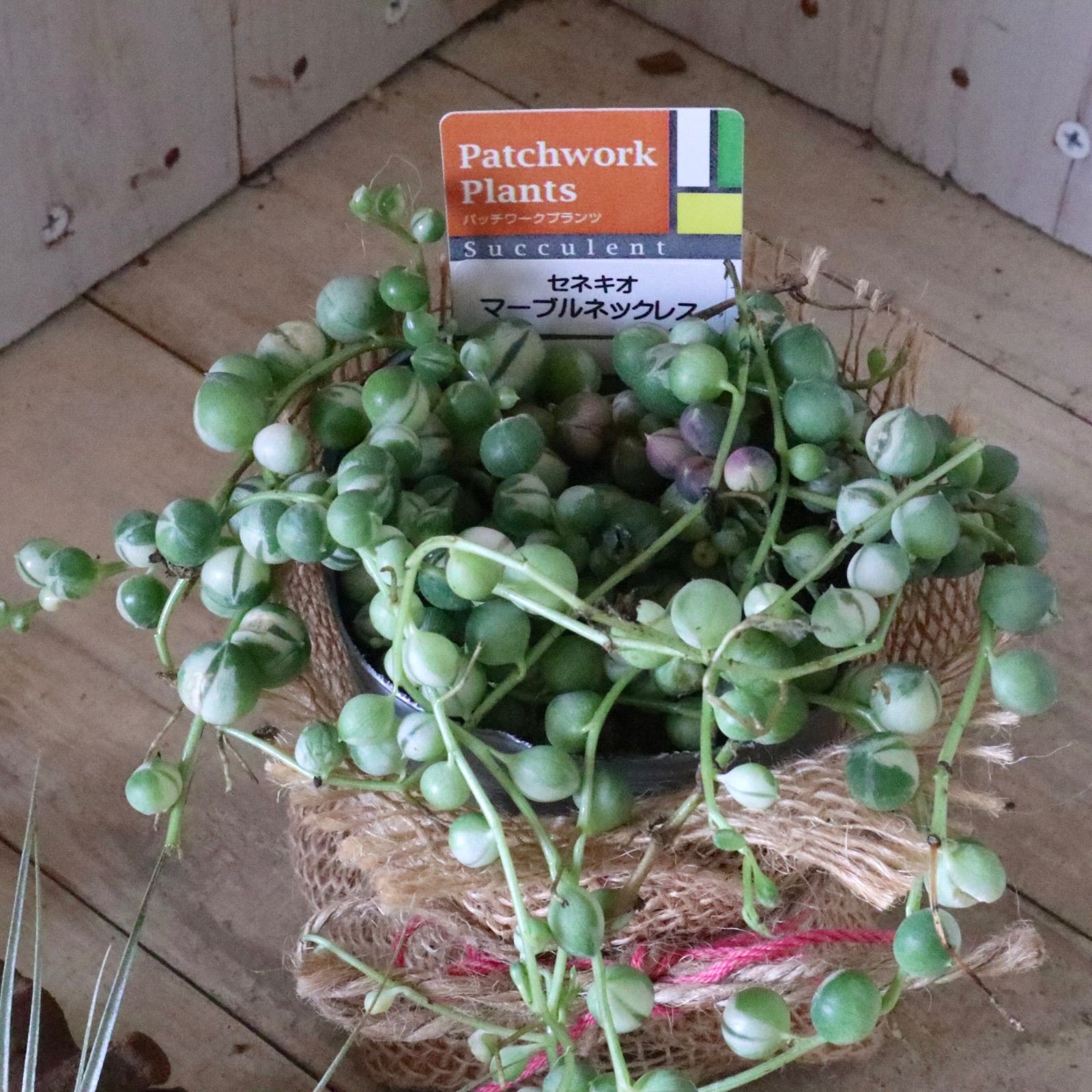 斑入り♡グリーンネックレス♡多肉植物♡ - メルカリ