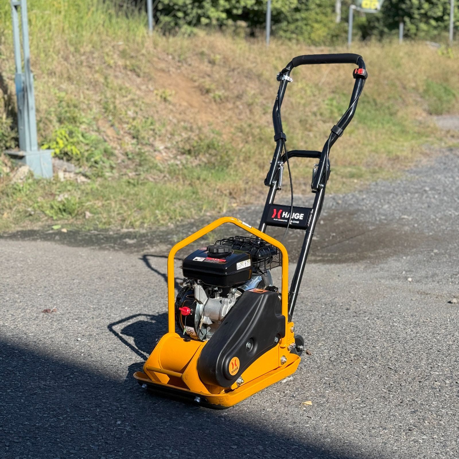 現品 ミツバツツジ 特大苗 2mほど 山採り 現品 ミツバツツジ 特大苗 2m