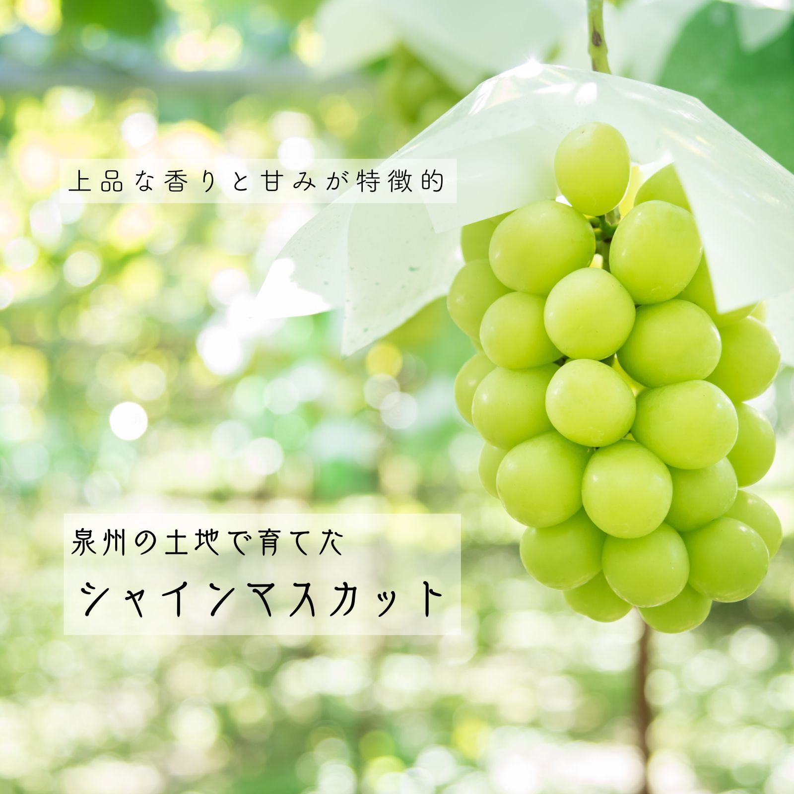 シャインマスカット入り！旬のぶどう3種3房 7月末発送 - メルカリ