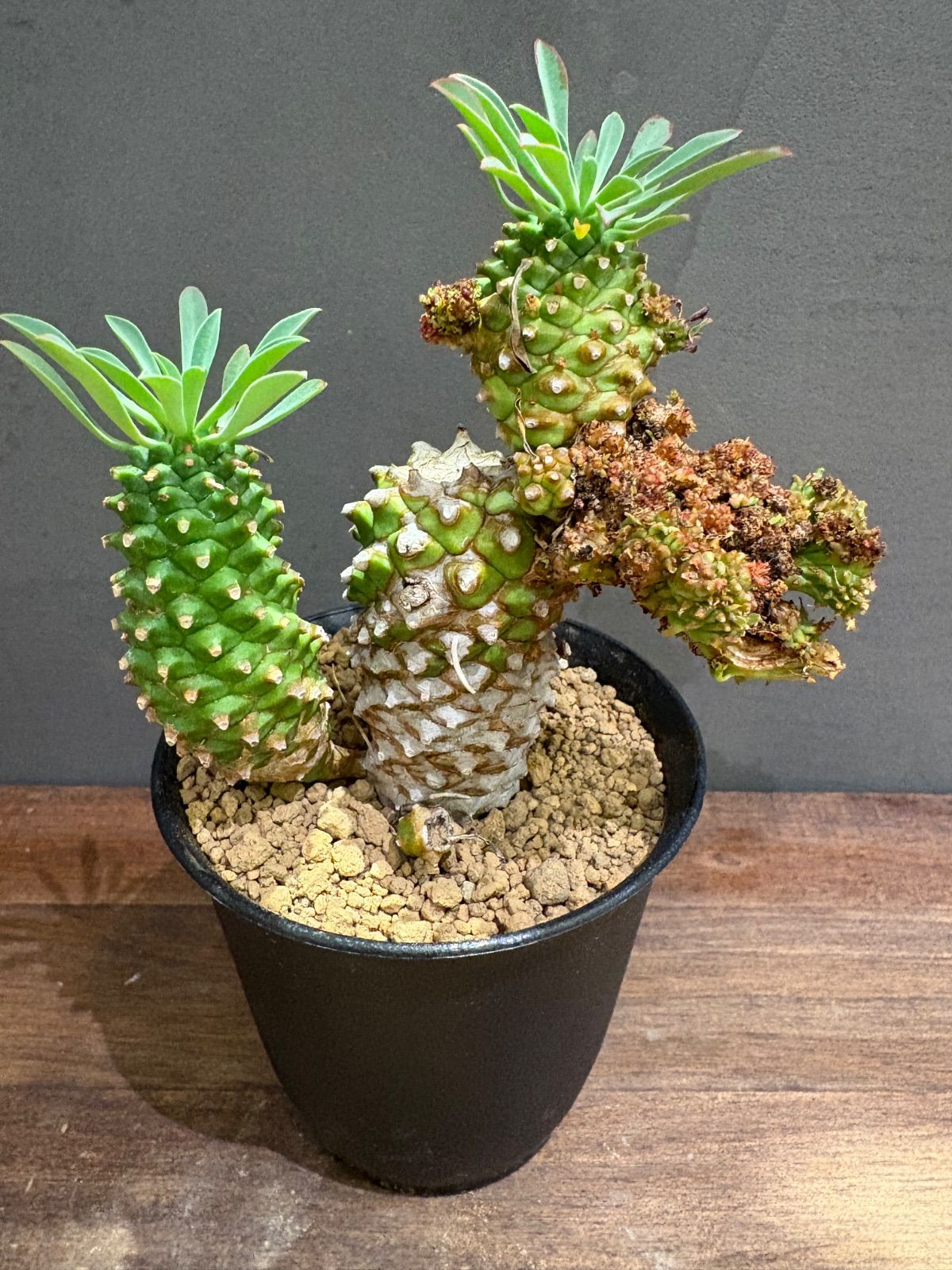 ユーフォルビア 峨眉山 特大 鉢付き 希少 ユーフォルビア 峨眉山 大株