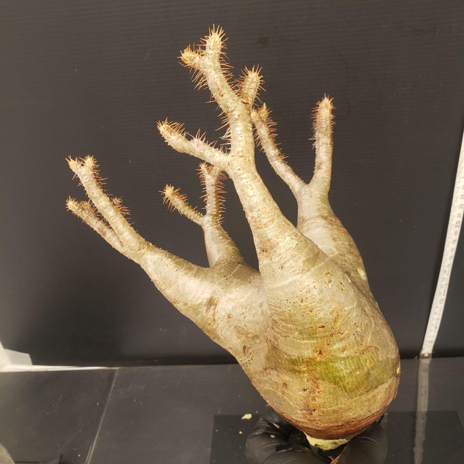 5238 「塊根植物」パキポディウム グラキリスM 抜き苗【5/8最新到着