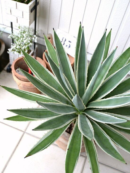 アガベ（ベネズエラ） デザインの良い テラコッタ鉢 横縞（バーク