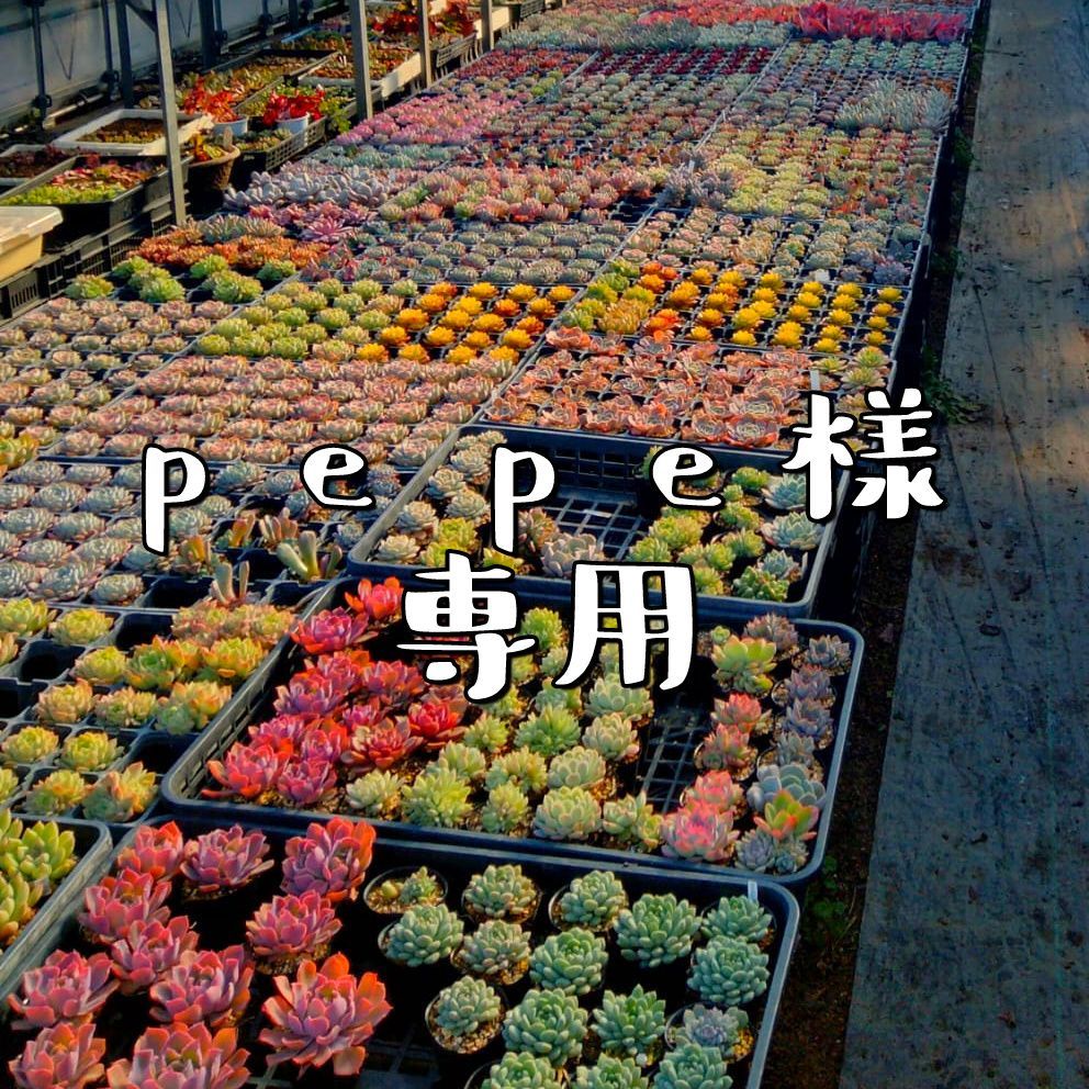 るうページ 弁慶柱 大2苗 抜き苗発送 るう様専用ページ