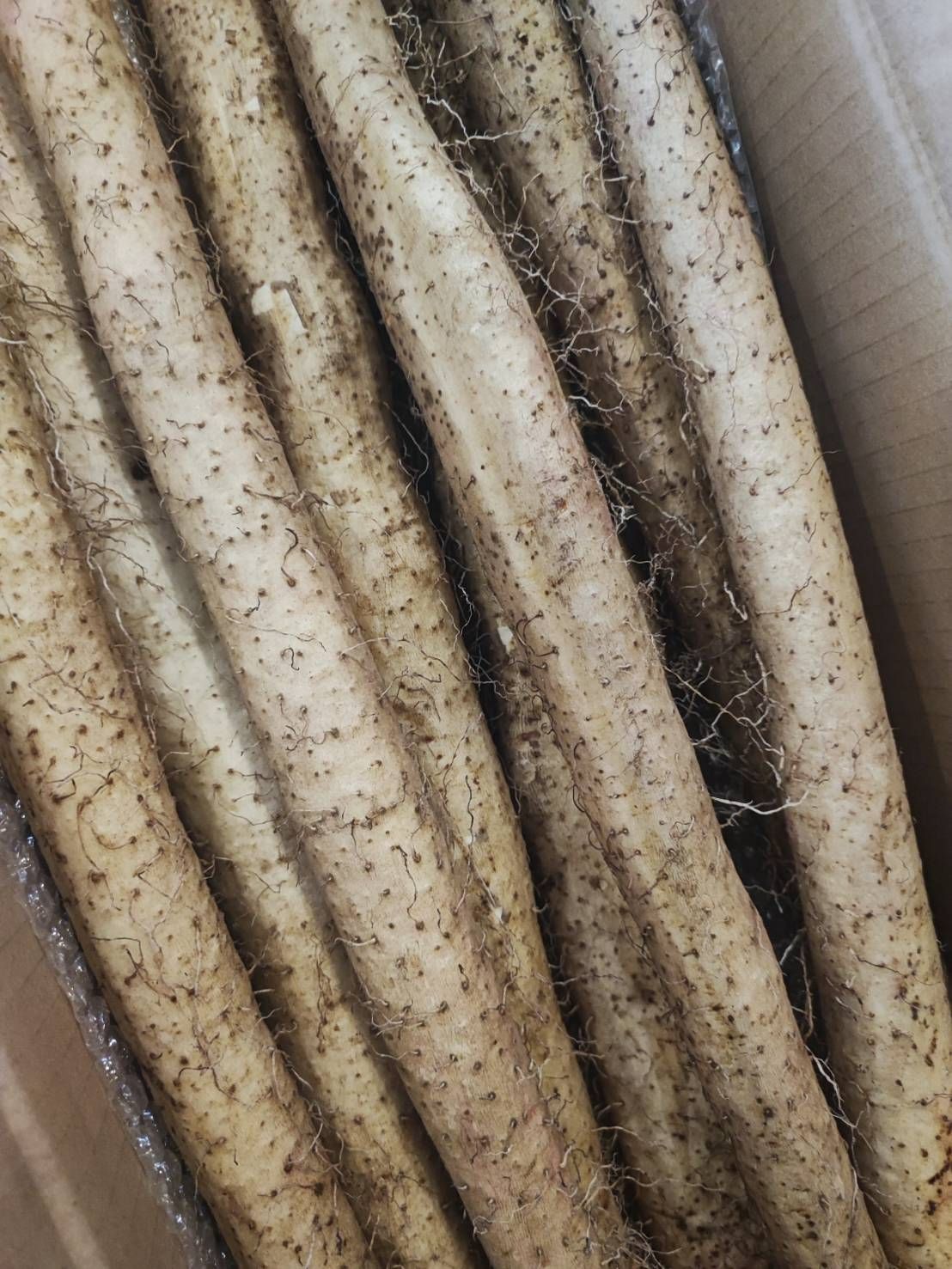 広島県庄原市産 自然薯 3kg 4～5本 未カット