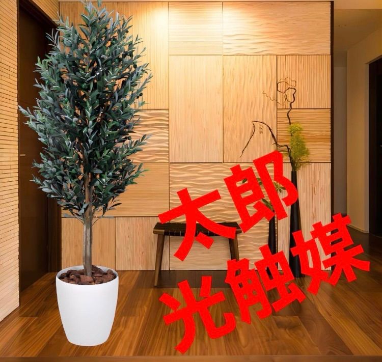30 ベゴニア　フェロックス　ビザールプランツ　トゲトゲ　かっこいい 30 ベゴニア フェロックス ビザールプランツ トゲトゲ