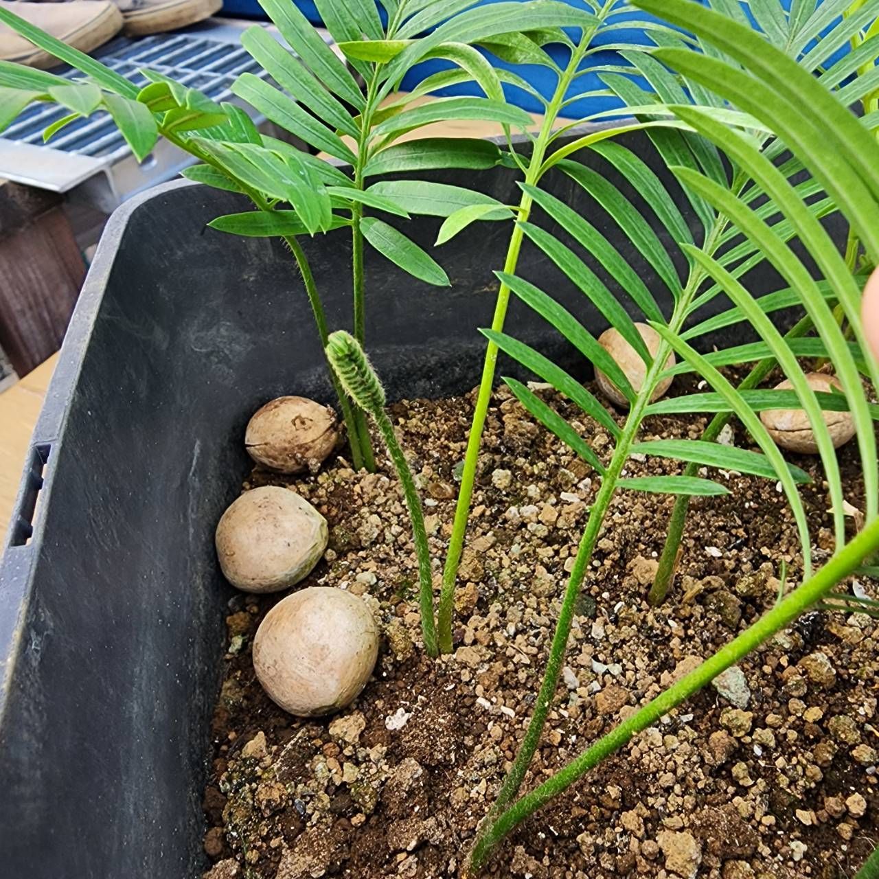 爆盛りシリーズ】【鉢ごと発送】【実生】タイ シルバーソテツ Cycas sp