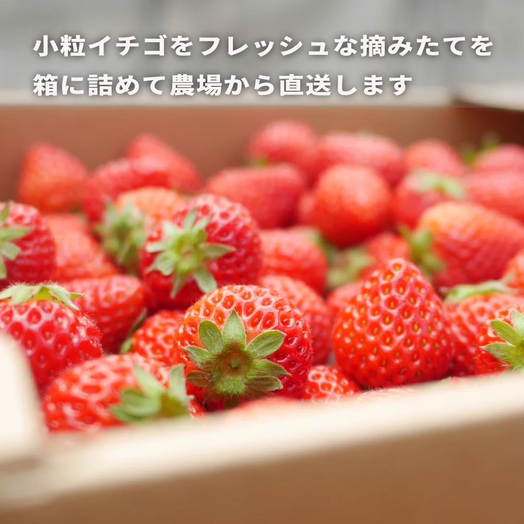小粒 4.5kg