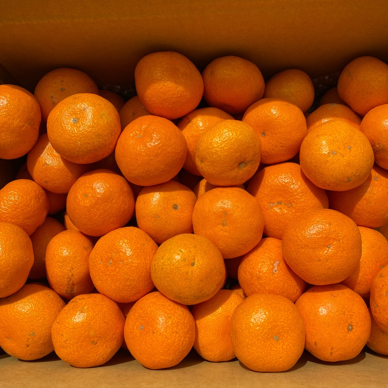 愛媛　瀬戸内　島育ち　木なり完熟　甘い　みかん　5kg（箱込み）