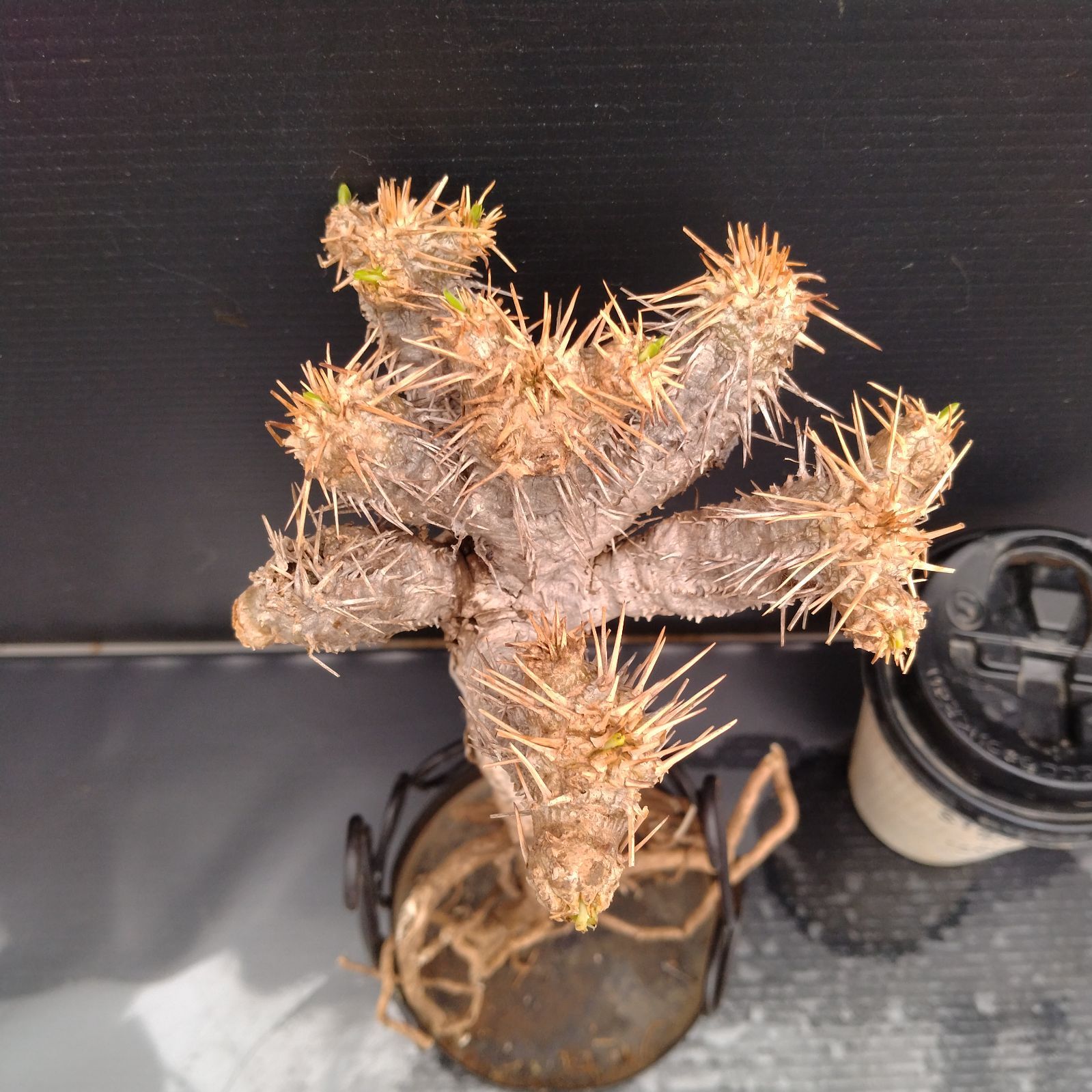 【現品】塊根植物・ギラウミニアウナ ユーフォルビア ギラウミニアナ 現地株 発根済③ 塊根植物