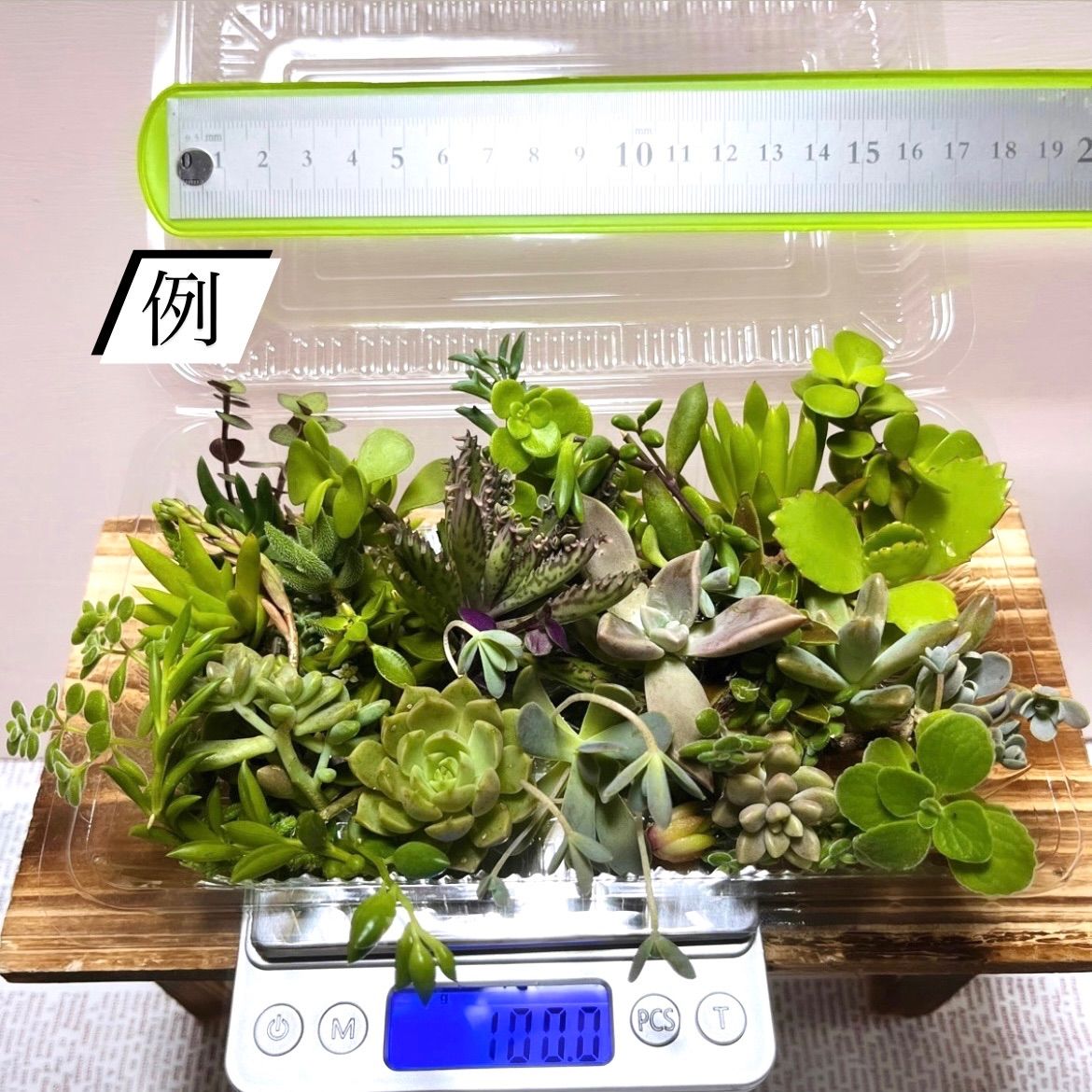 多肉植物カット苗〜色々100gパック(フードパック発送) - みーちゃんの