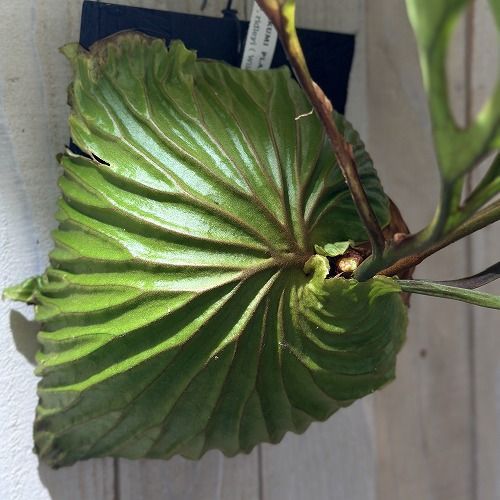 観葉植物 コウモリラン(ビカクシダ) リドレイ ワイルド 板付(現品