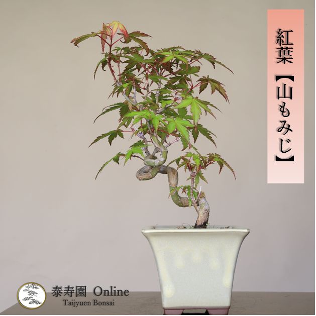 紅葉『山もみじ』小品盆栽【泰寿園 Online】 - メルカリ