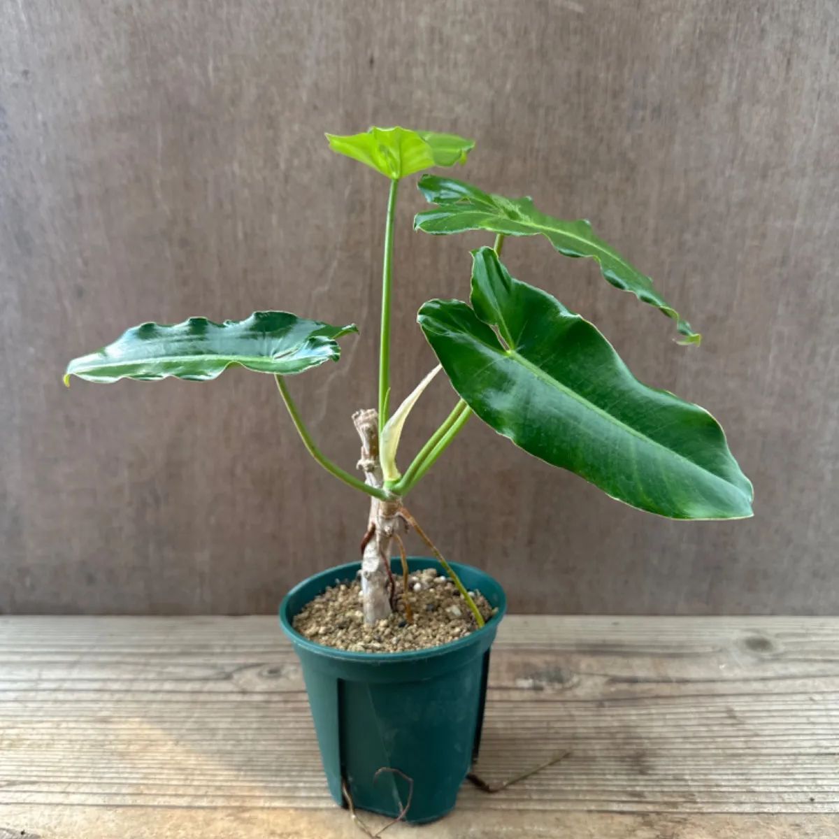 フィロデンドロン パライソ ヴェルデ 現品 Philodendron paraiso verdes 斑入り 斑入 観葉植物 観葉 植物 珍奇植物 珍奇  珍しい レア 希少 - メルカリ