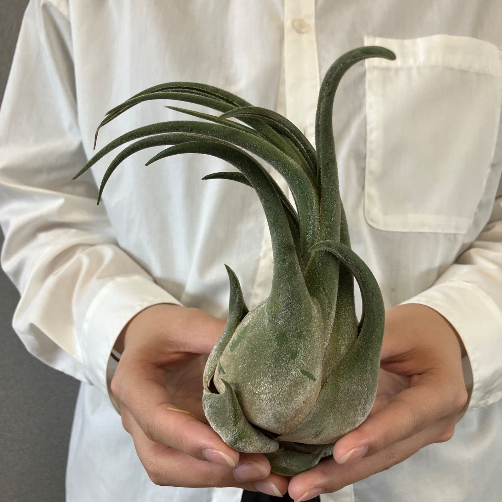 タミヤ TGX 2台セット