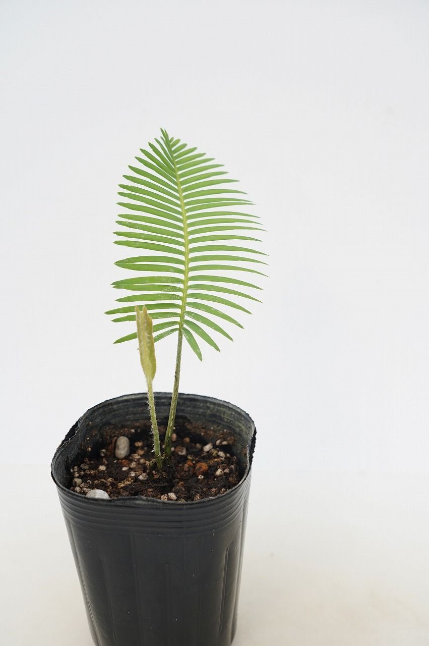 ディオーン・エドゥレ 3号ポット苗 Yahoo!オークション -「ソテツディ