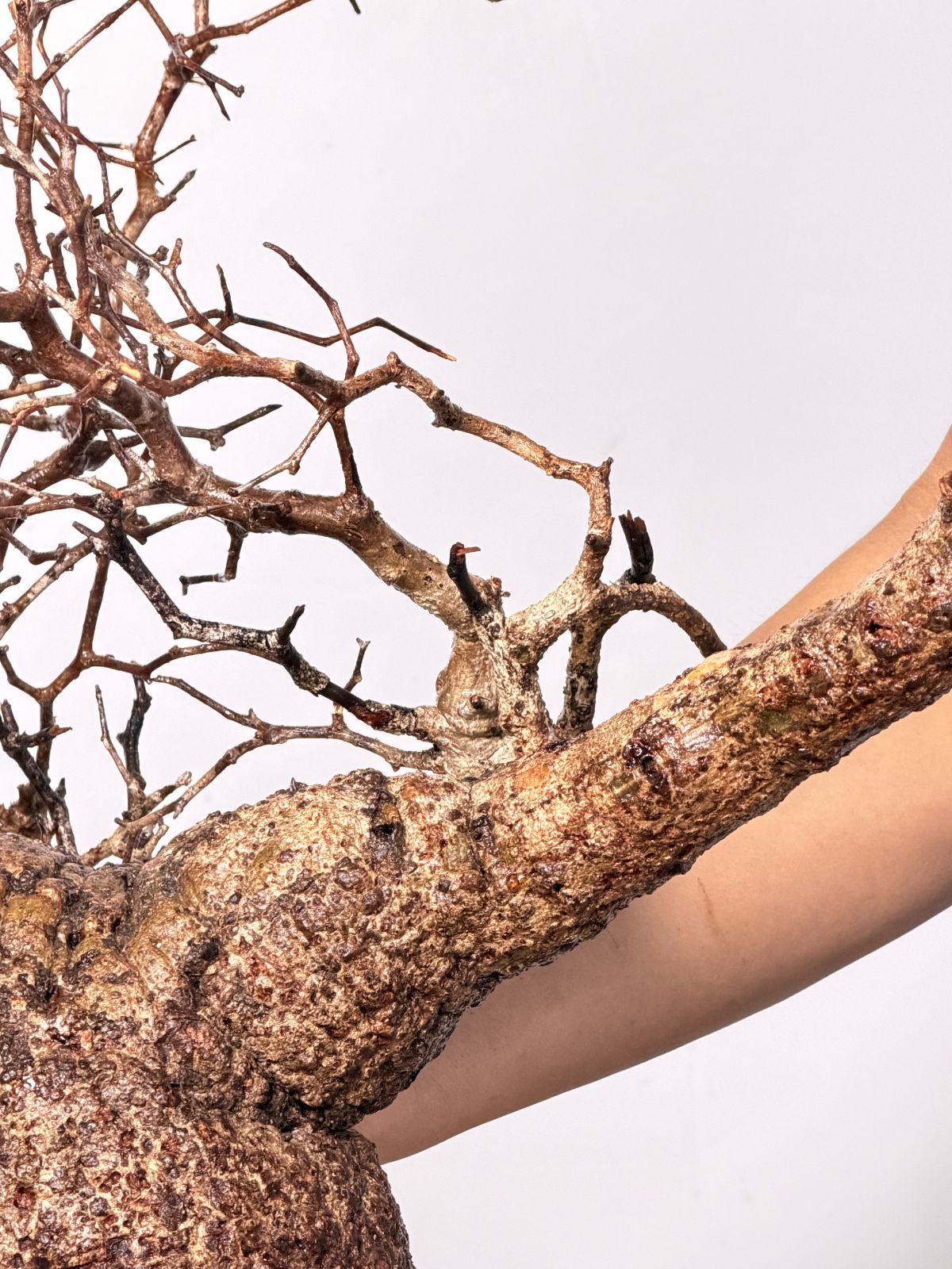 オペルクリカリア