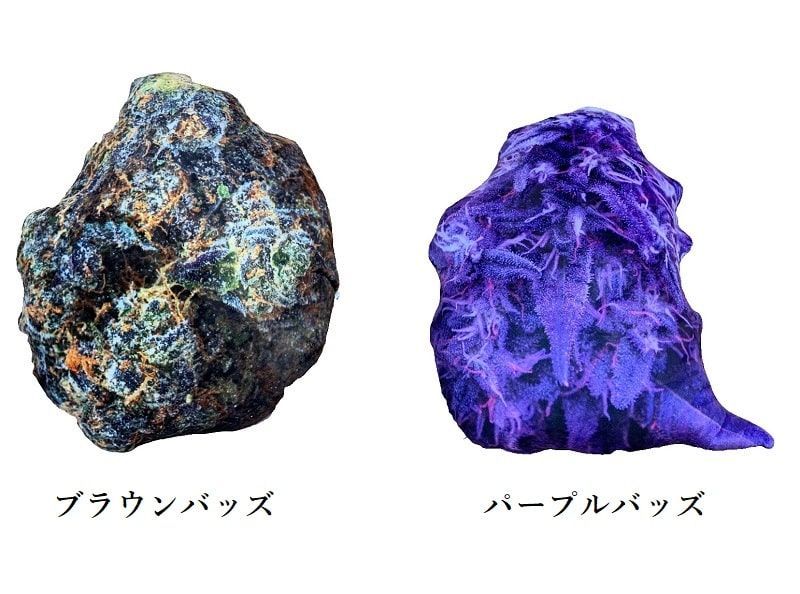 バッズクッション マリファナ 大麻樹脂 バッズ 420 カンナビス 麻 THC