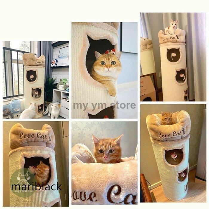猫 子猫
