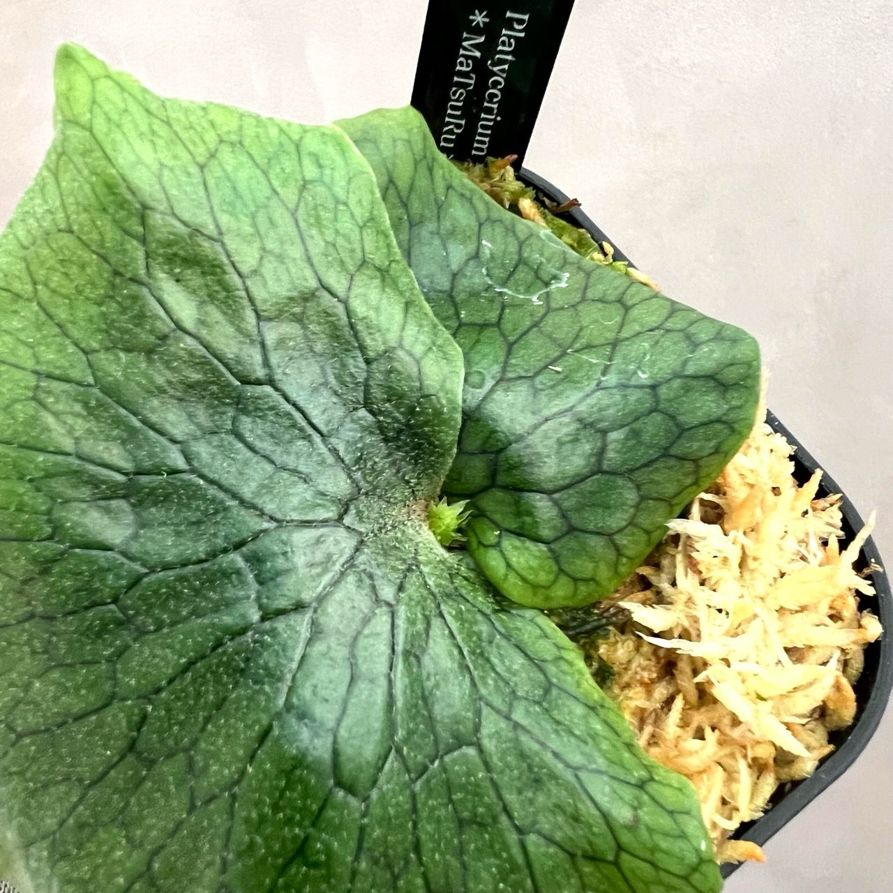 ビカクシダ スパーバム 親株 ビカクシダ スパーバム 板付 観葉植物 