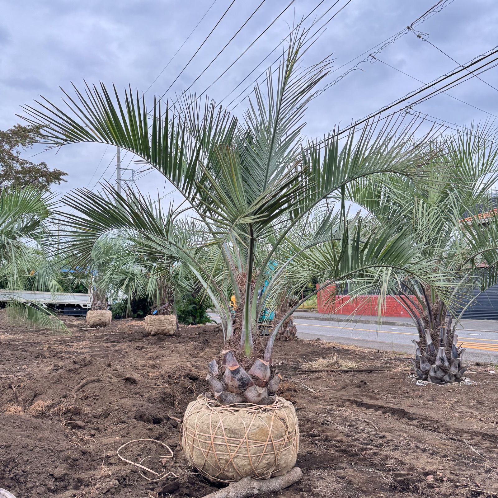 ココスヤシ　幹太 激安】2.3m 幹太 ココスヤシ - メルカリ