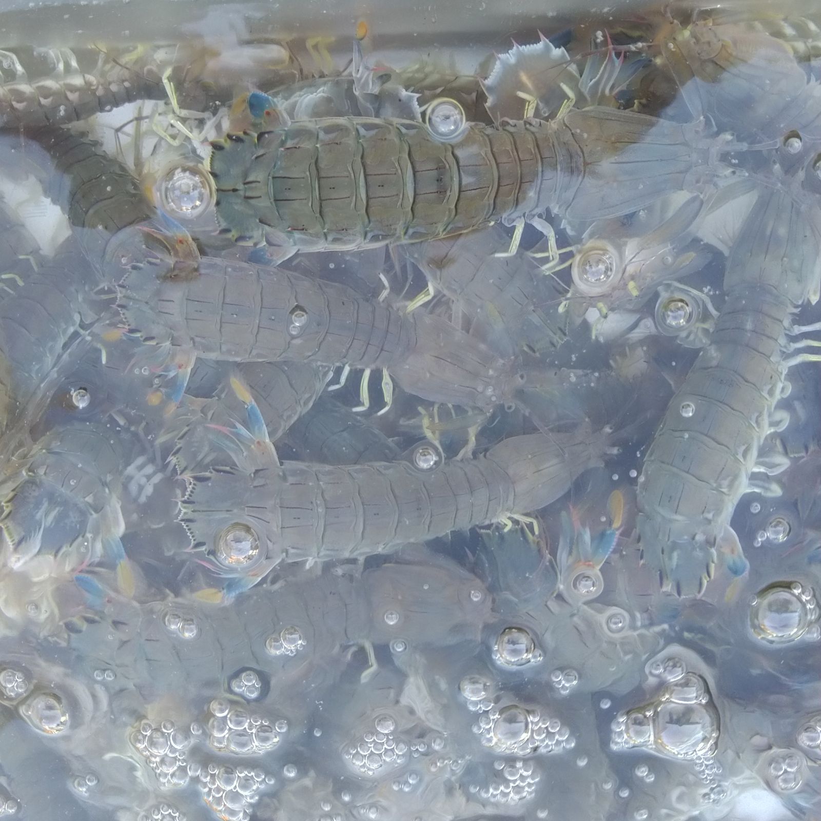 活梱包「水無 蝦蛄１ｋｇ」（20-32匹）シャコエビ シャコ しゃこえび　蝦蛄海老 シャコ刺身 蝦蛄刺身 刺し身 シャコの寿司に ボイルシャコに 漁師直送 活きて到着の可能性あり 活魚【80】