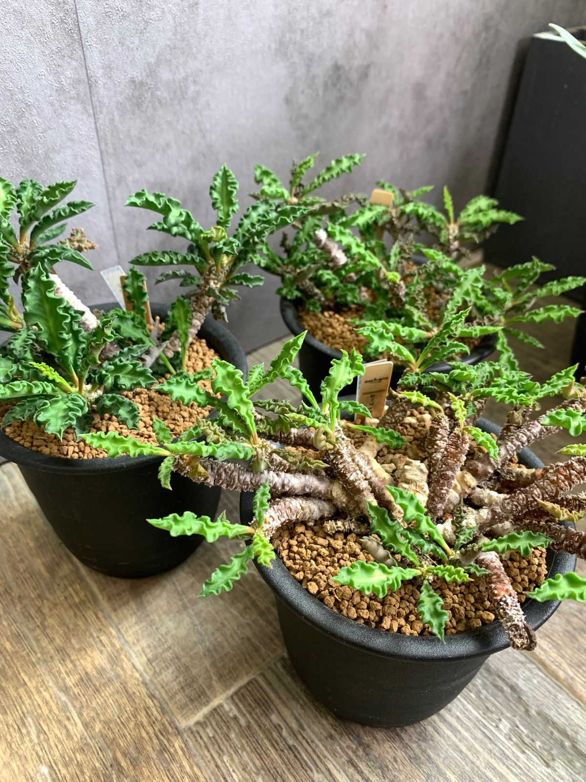 大株 ユーフォルビア デカリー 鉢付き 【公式通販】