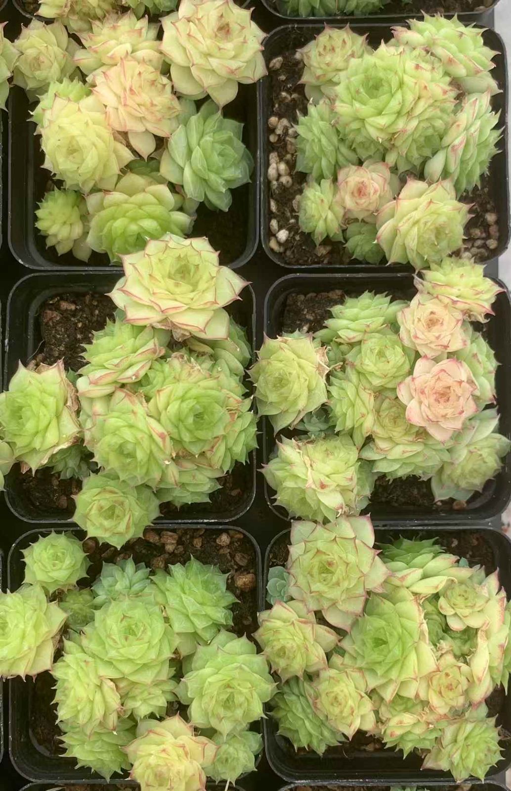 ジョウニン 抜き苗