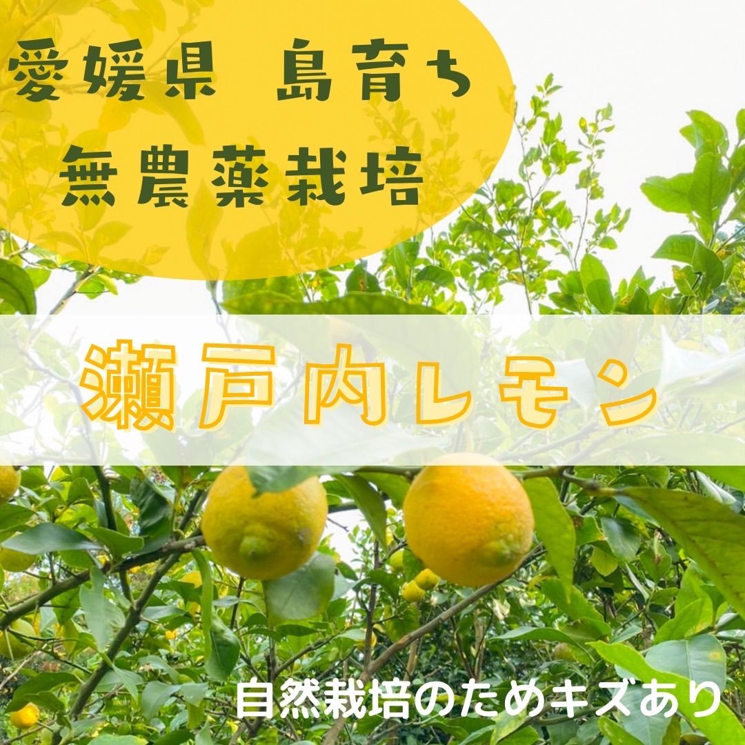 訳あり 愛媛県産 島育ち 採れたて 国産レモン 無農薬 約1.4㎏ 箱込み