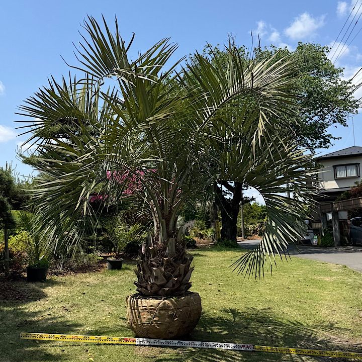 極太幹】2m80cm ココスヤシ - メルカリ