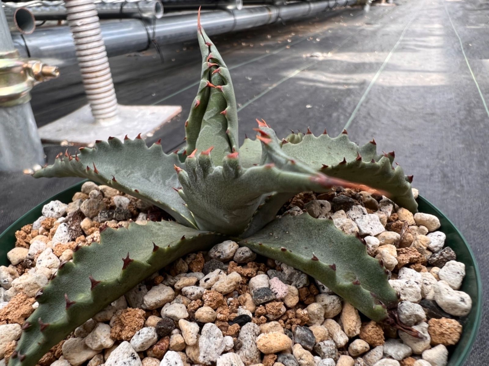 選抜個体】No.1🦈🦈 アガベ ジェントリー ″ ジョーズ ” 🦈🦈 - メルカリ