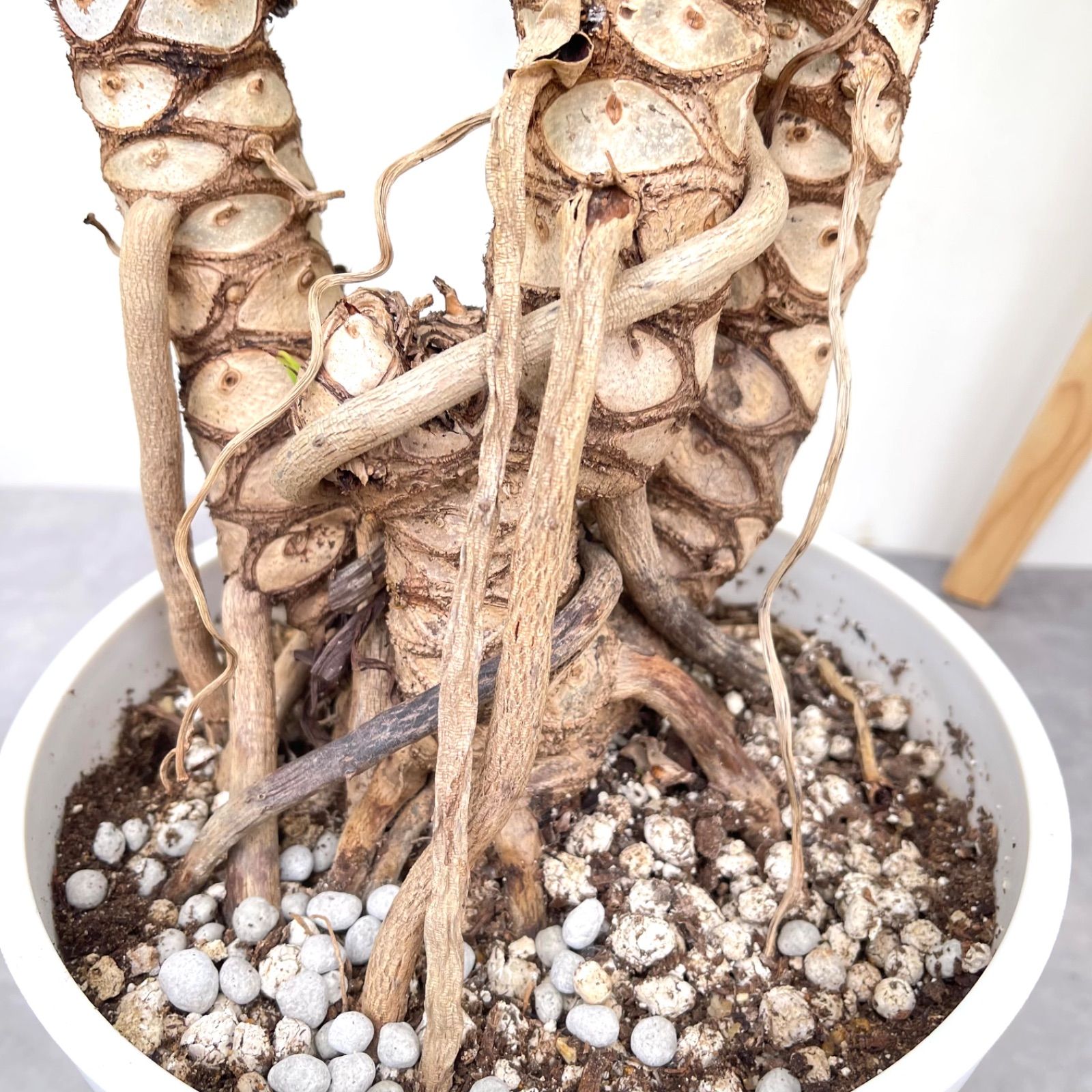 フィロデンドロン クッカバラ ジャイアント 幹上がり 22【現品】観葉