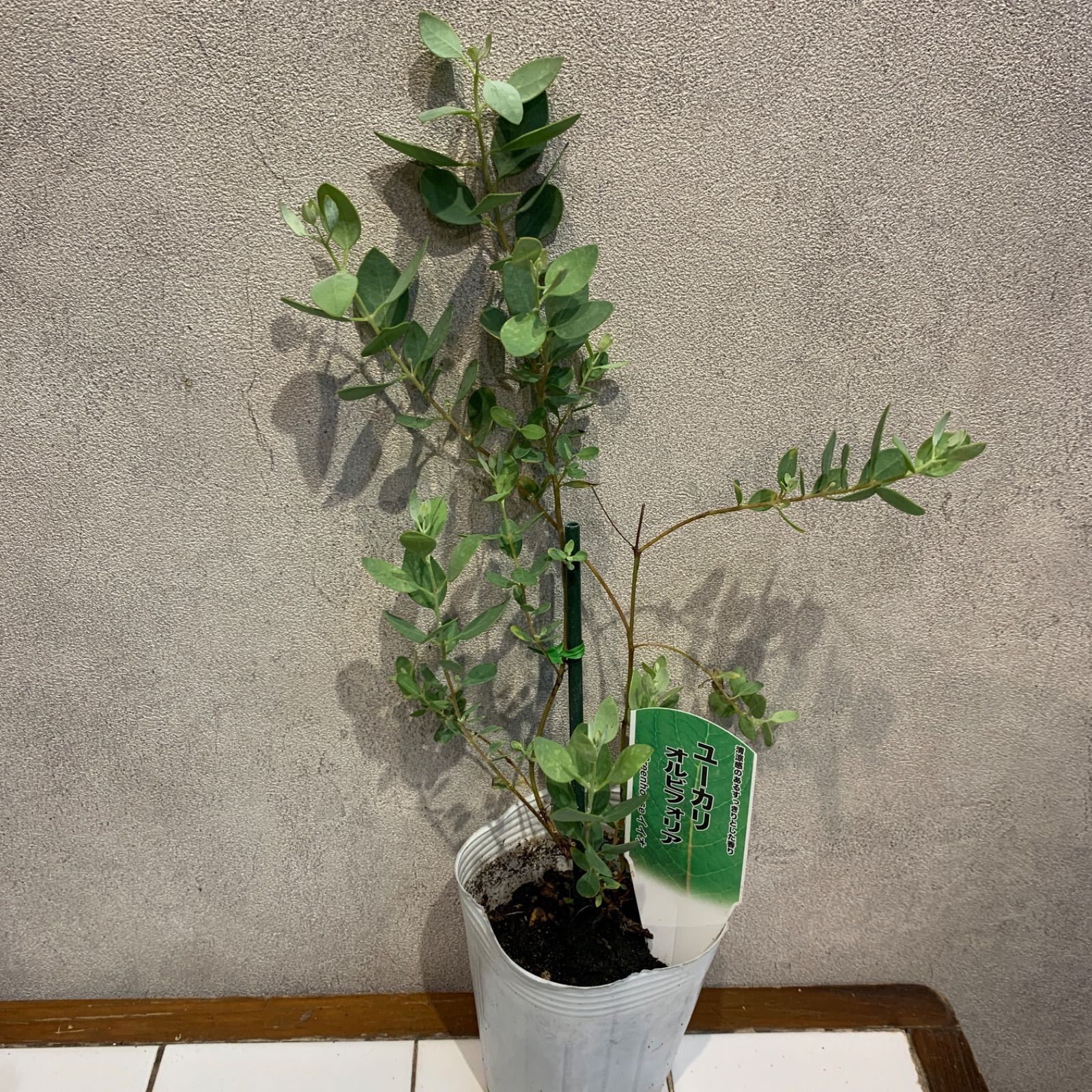 数限定❗️ユーカリ5種mix 3号ポット 5苗セット - メルカリ