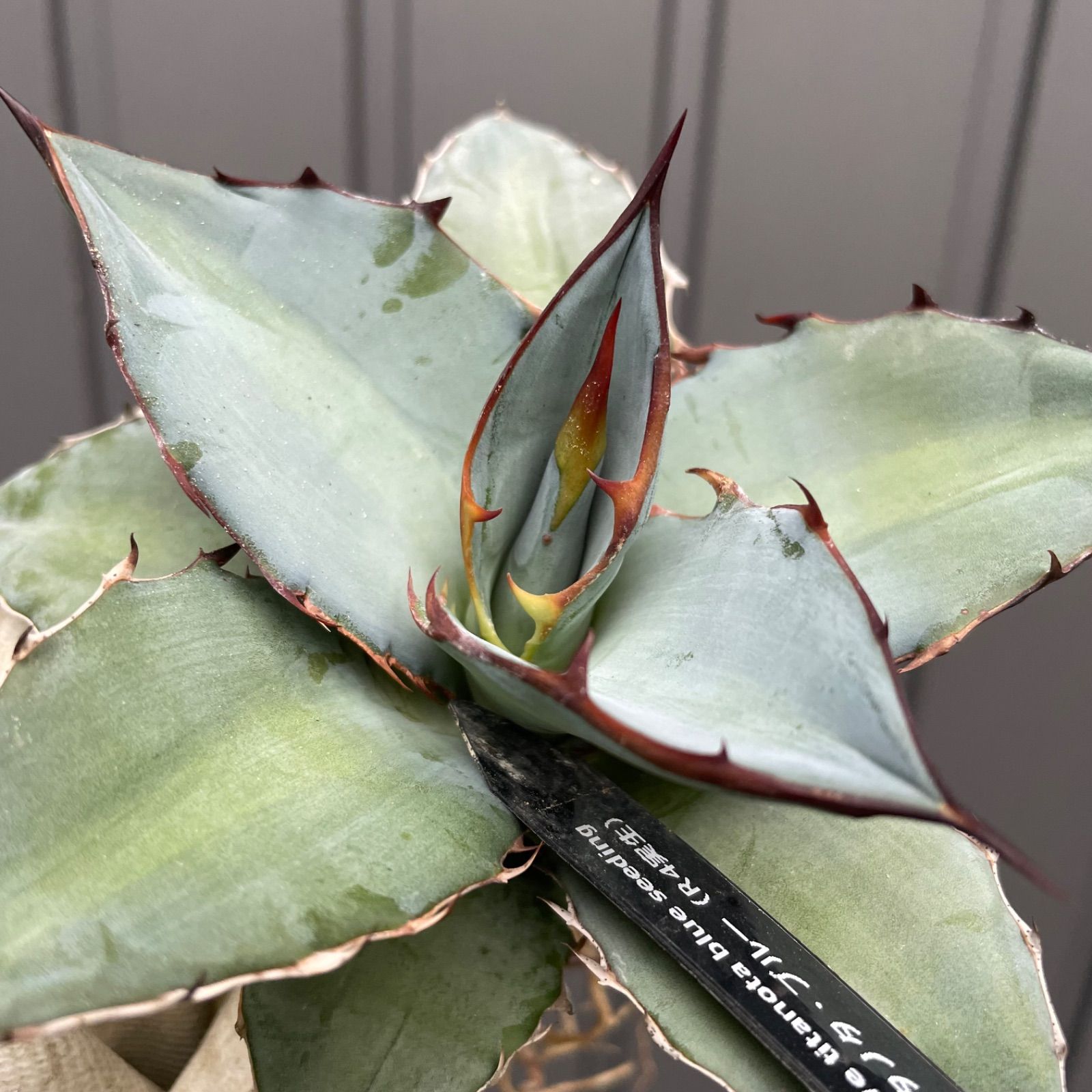 DP030 アガベチタノタブルー実生 Agave titanota blue seeding