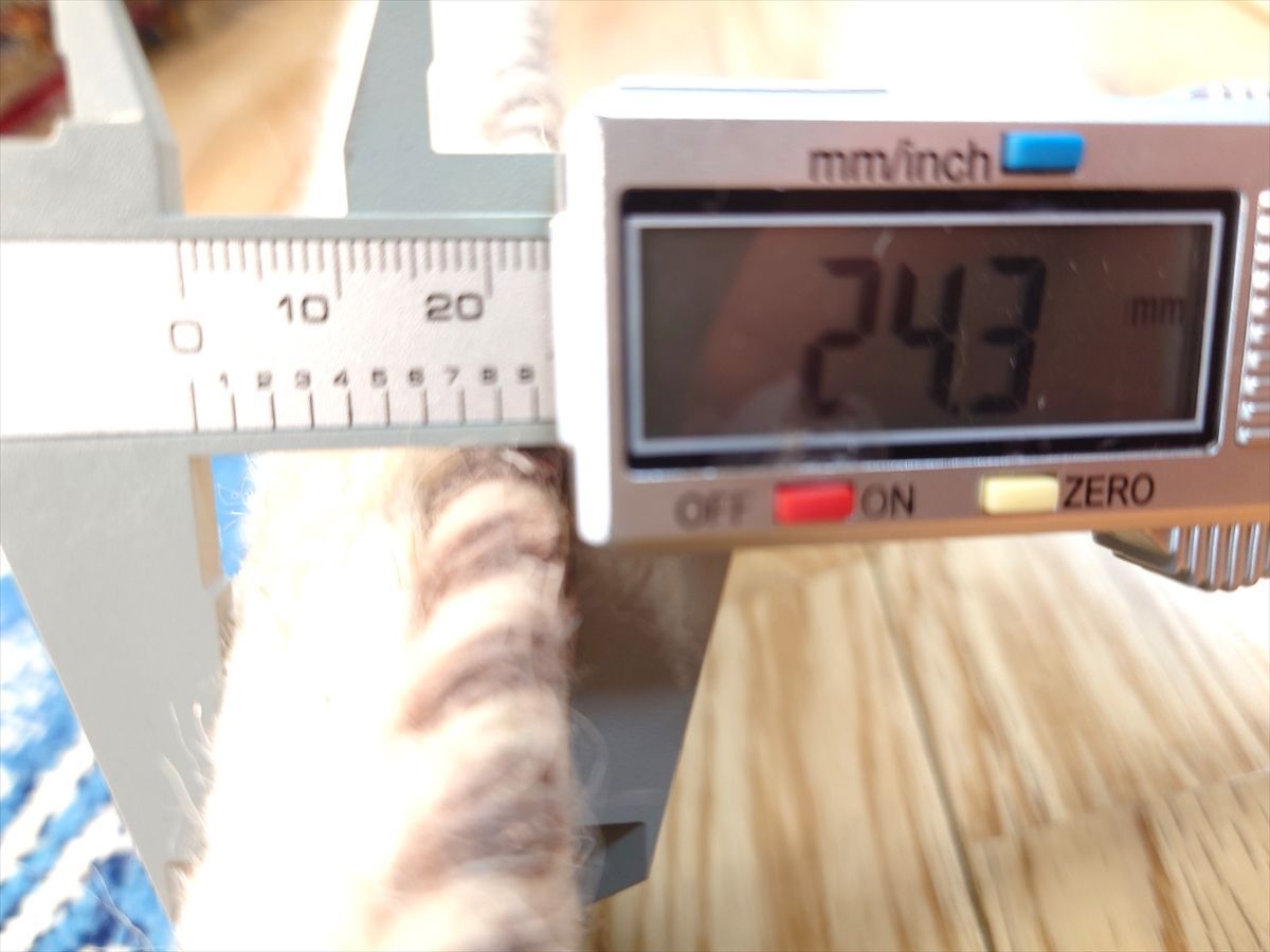 ギャッベ ランナー中