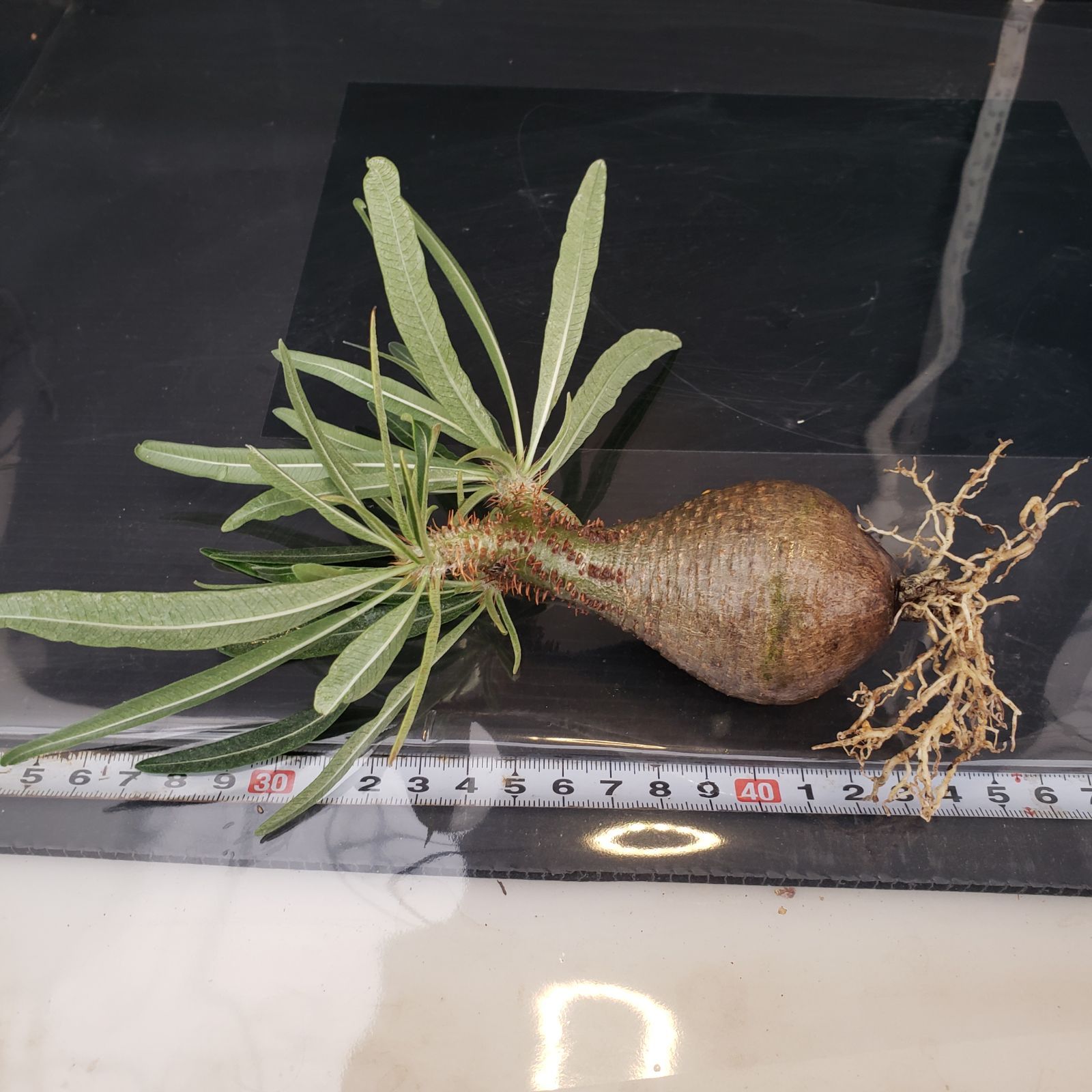 パキポディウム　グラキリス　特大株　発根済み　② パキプス　アガベ Amazon.co.jp: パキポディウム グラキリス 特大株 発根未確認 パキプス