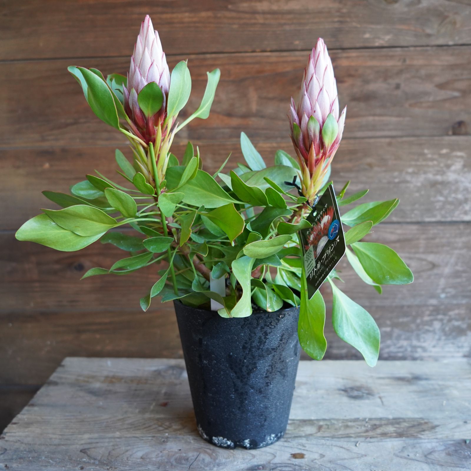 アート工房K ダブル・ローリングリスターK