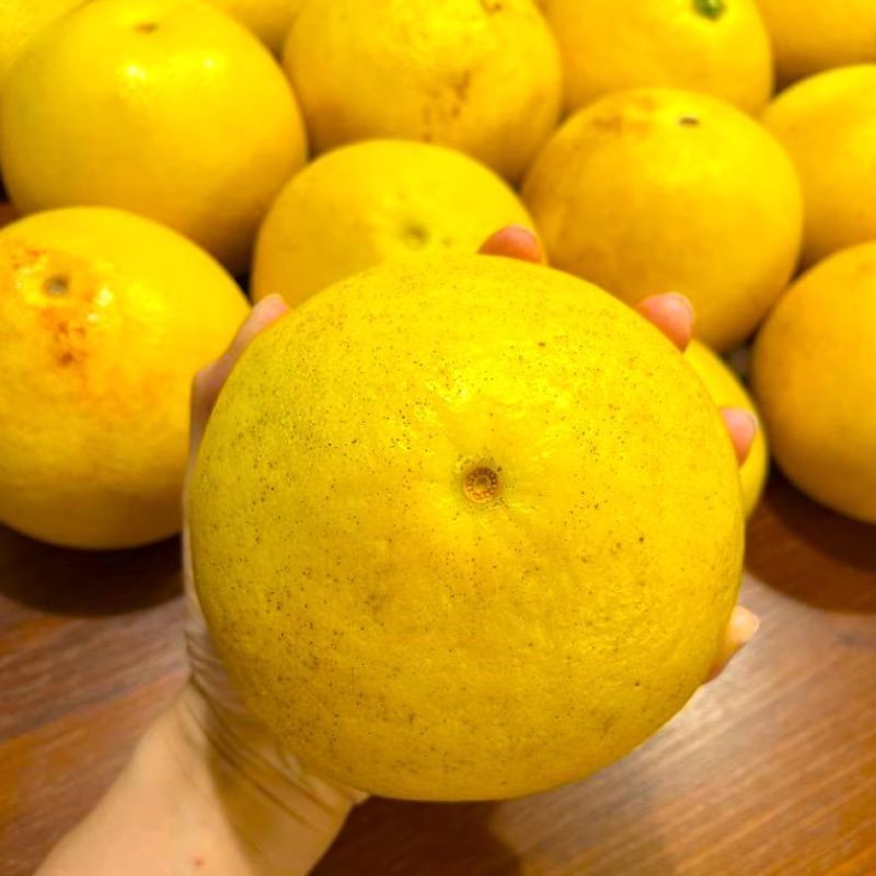 みかん 文旦 ぶんたん（値下げ3500円→2980円 100ケース限定）愛媛/高知県産 特に訳あり 文旦 ぶんたん 箱込10.5kg（10kg+保証分500g）（外皮の傷・シミ多め）（2月中旬～ご注文順に発送）※沖縄・離島・北海道は発送不可
