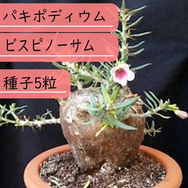 種子】パキポディウム・ビスピノーサム Pachypodium bispinosum 種子5粒 - メルカリ