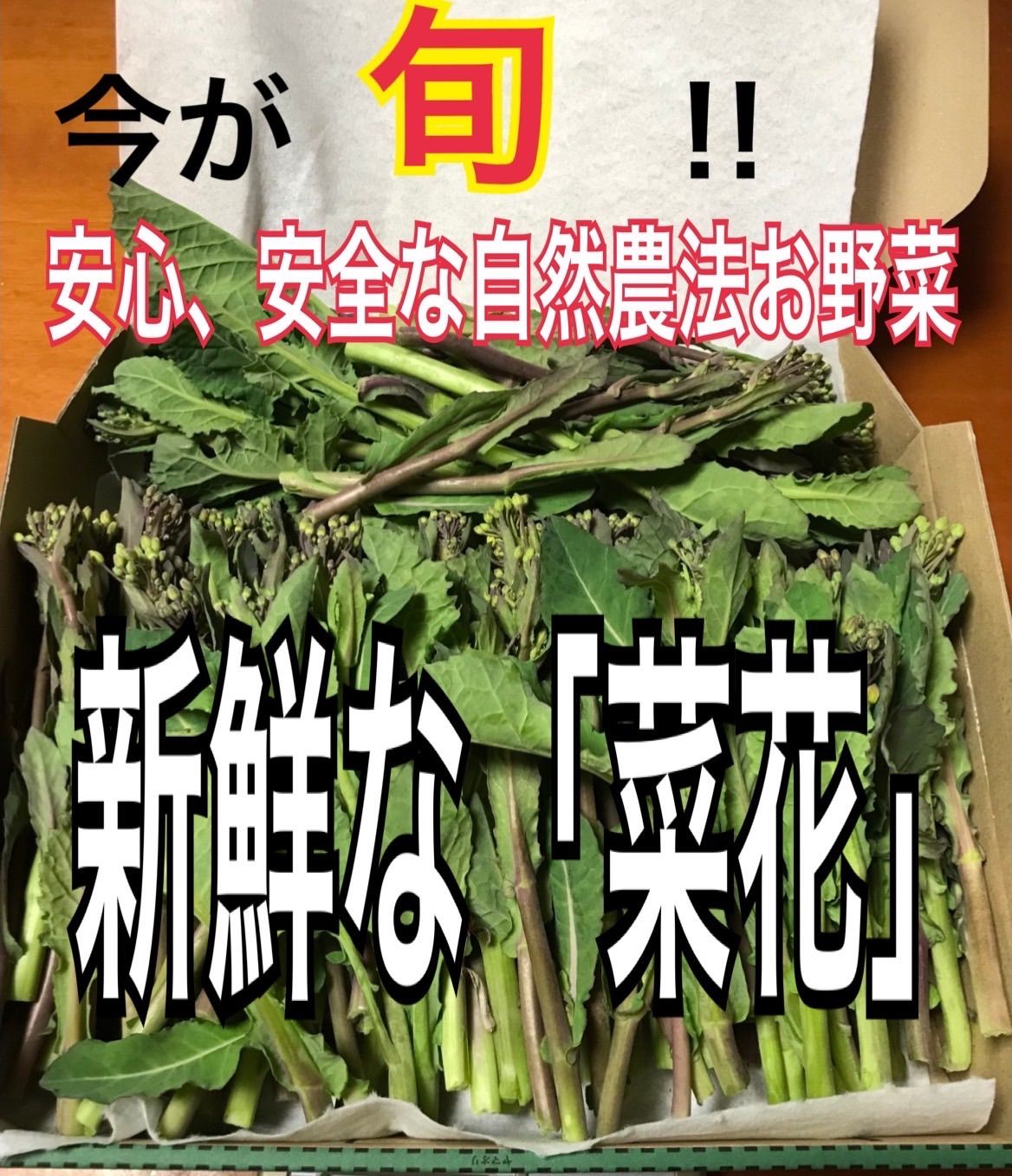 無農薬！無肥料！無除草剤！自然農法で育てた【菜花】ネコポス