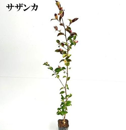 Kiyo様専用】古帛紗 2枚 志村ふくみさん工房製