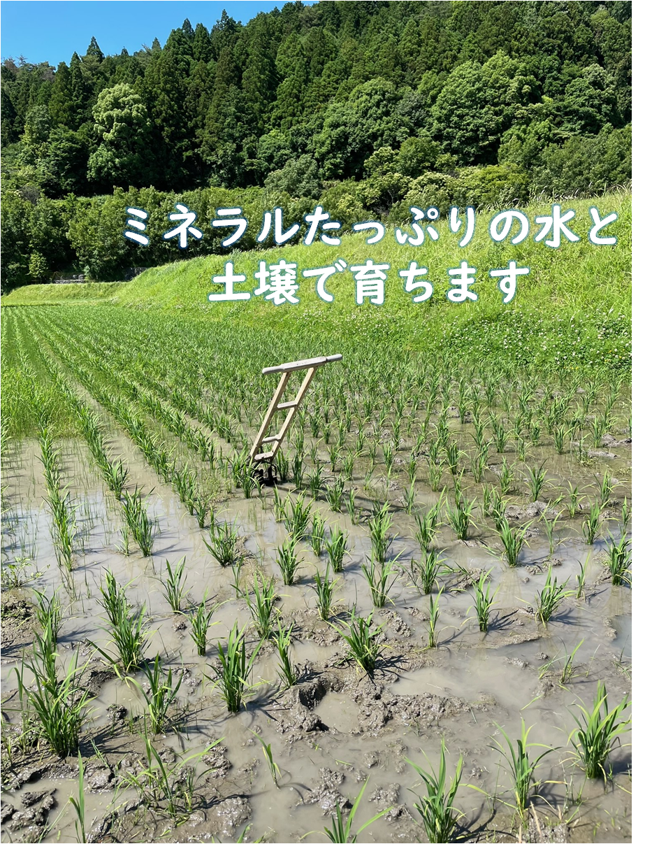 【令和４年産/無農薬栽培】大阪のてっぺんキヌヒカリ　玄米24kg　大阪府能勢産