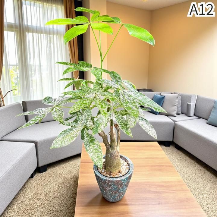 ムーンライト｜塊根風 複数接木A12