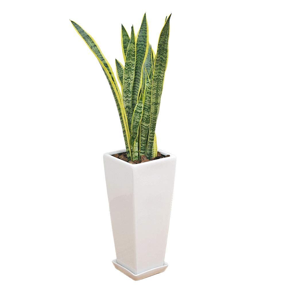 7号陶器鉢植え ロングスクエア サンスベリア
