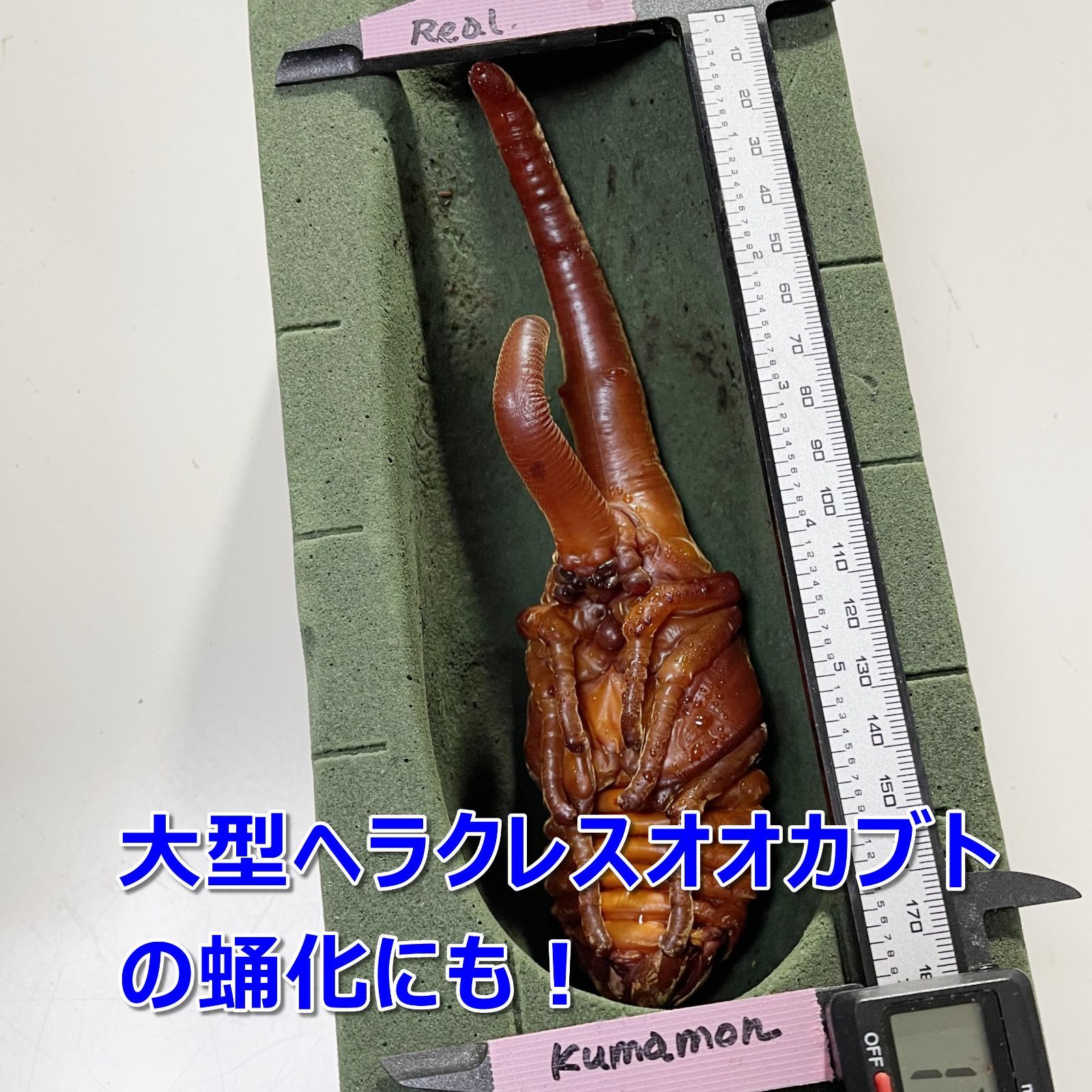 アンボン島産　特大　ギガスナナフシ　20cm アンボン島産特大ギガスナナフシ20cm