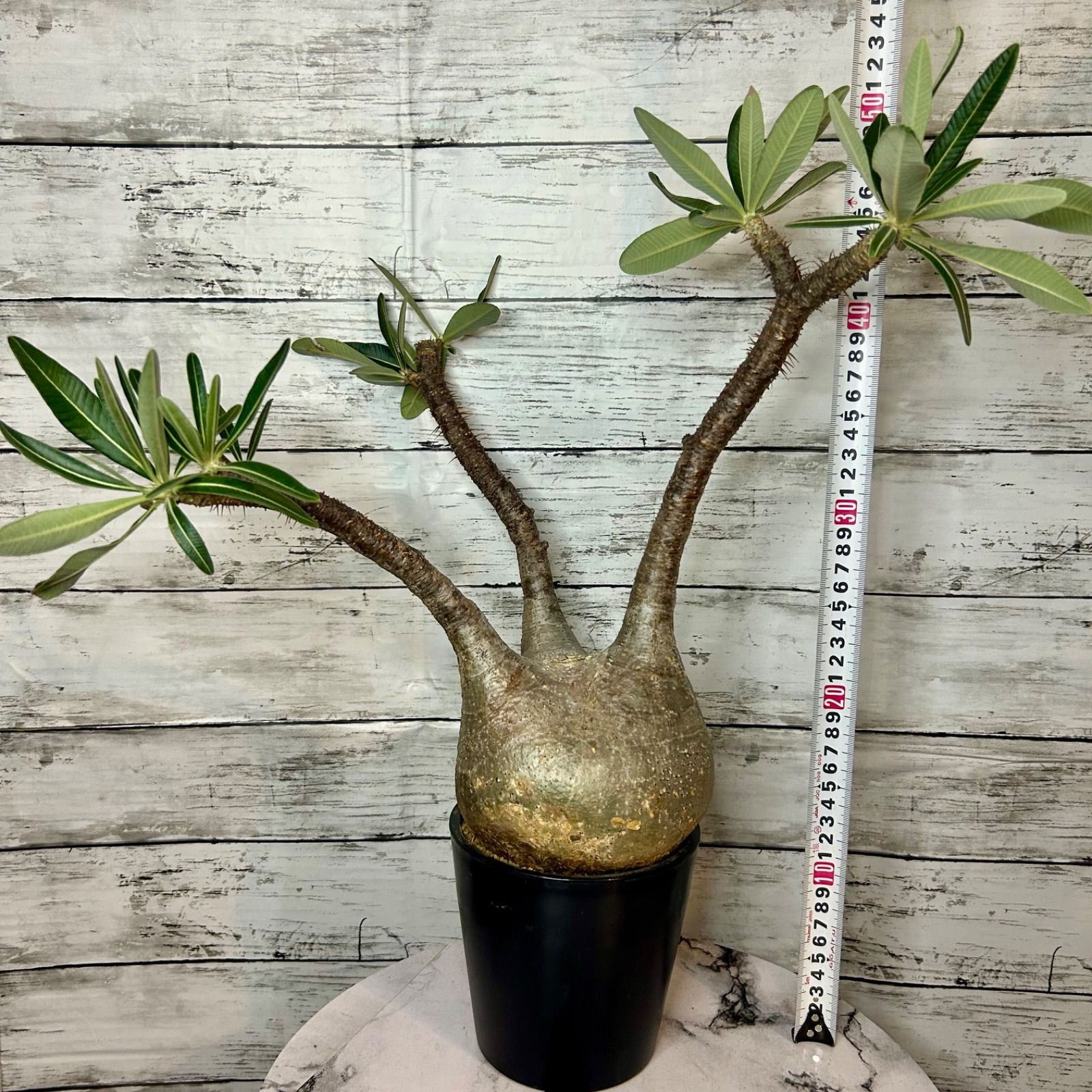 発根済 パキポディウム グラキリス 現地球 良型 塊根植物 コーデックスNO16 パキポディウム グラキリス 現地球 発根済み 塊根植物