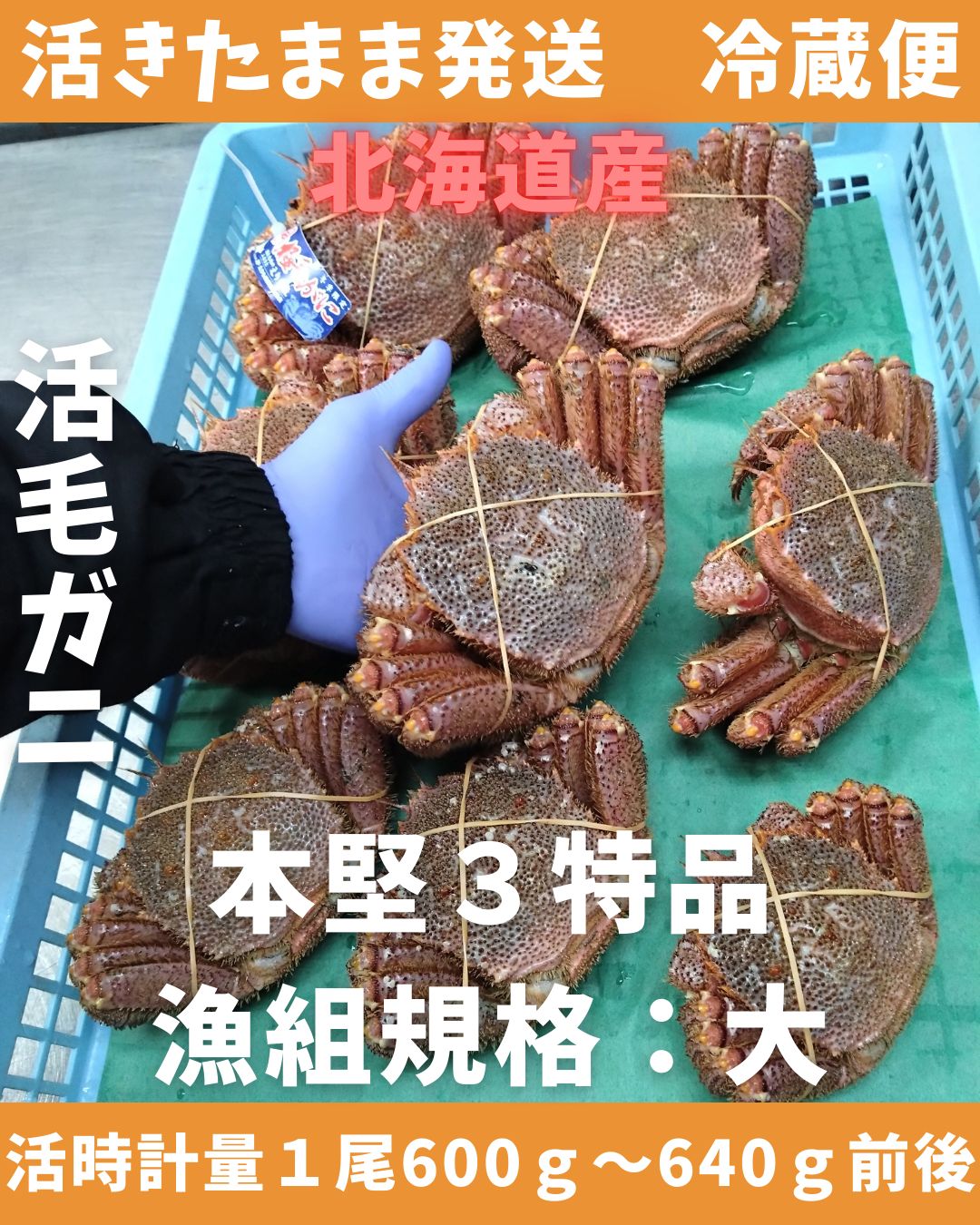 活きたまま 活毛ガニ 600～640ｇ1尾 大 冷蔵便