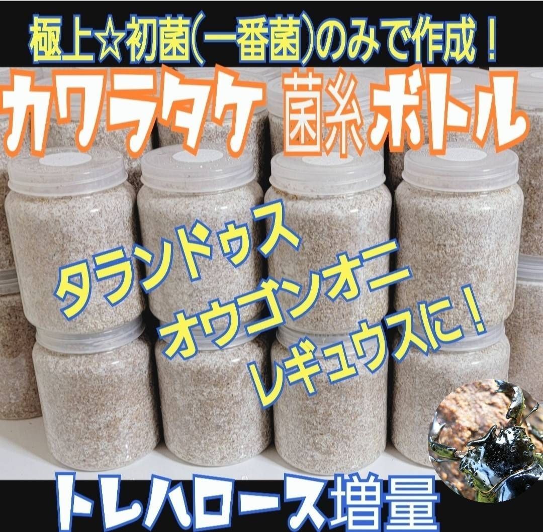 極上！カワラ菌糸瓶【6本】トレハロース、キトサン強化 タランドゥス
