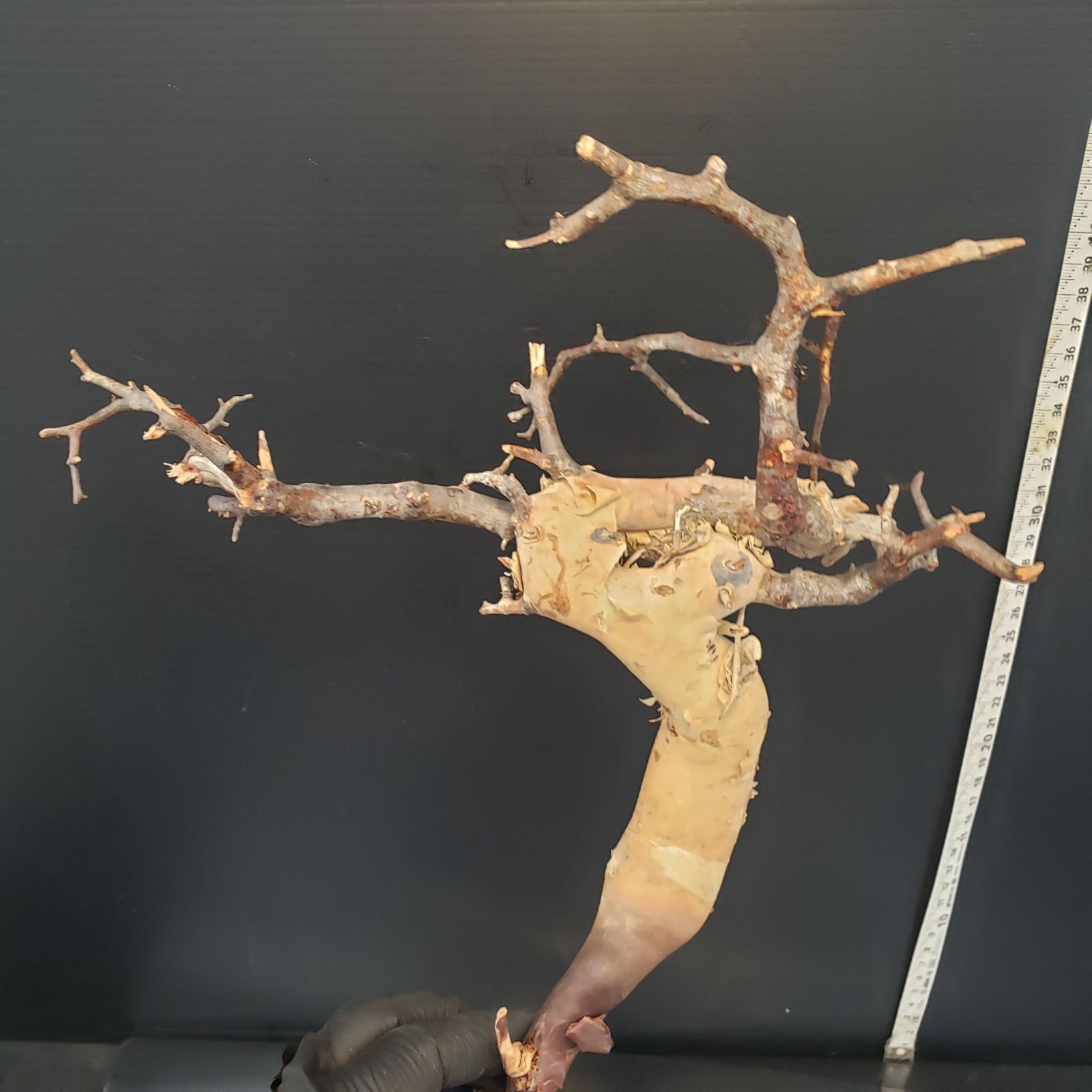 最新到着 Commiphora