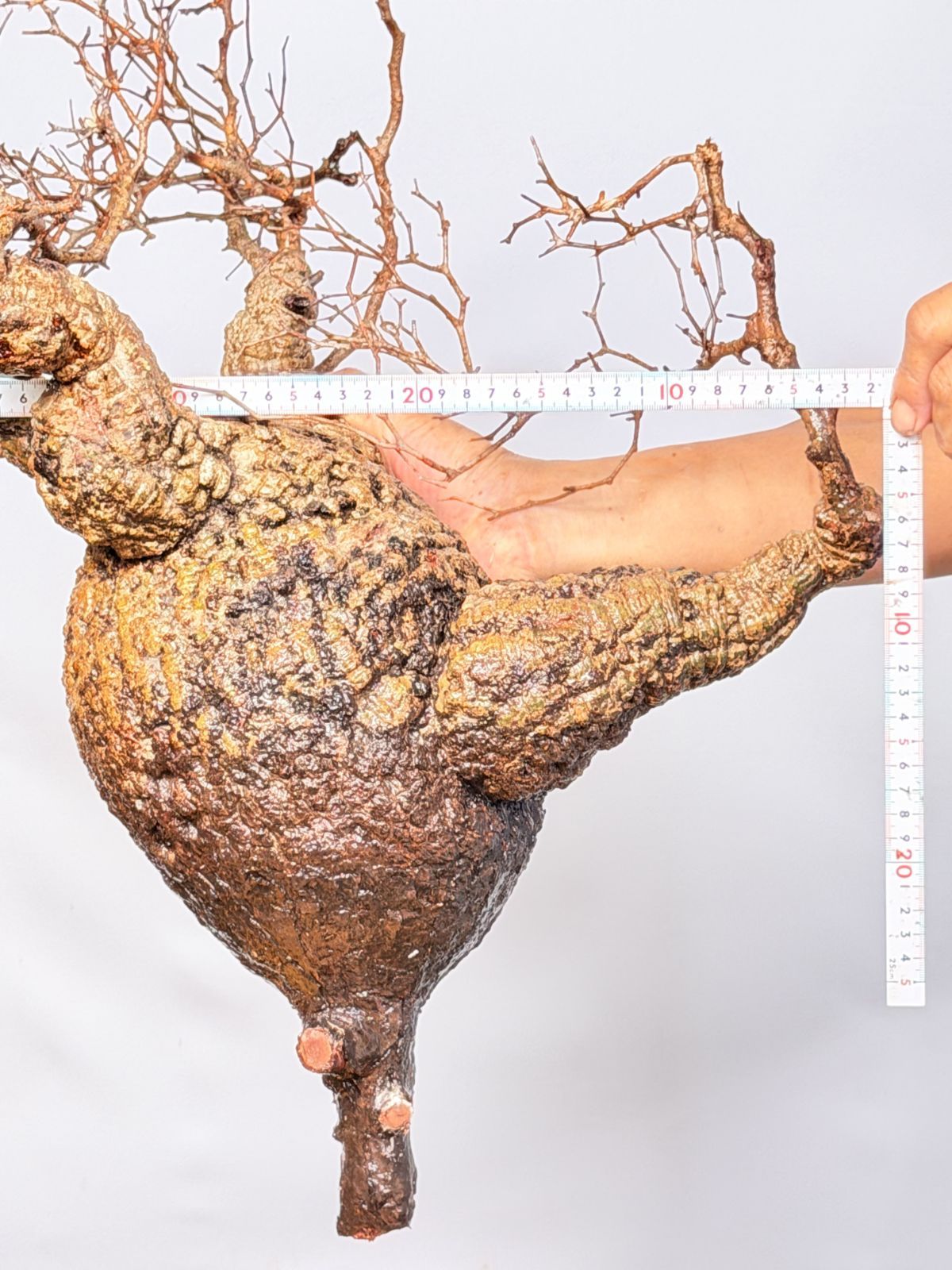 送料無料! A145 Maison de Madagascar オペルクリカリア パキプス ベアルート株 マダガスカル選抜 Operculicarya pachypus パキプス コーデックス 【全国配送無料】