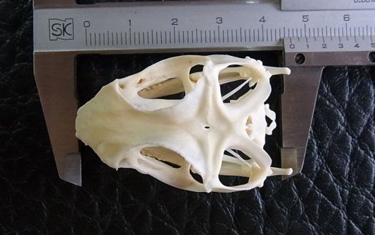 高品質！インドシナウォータードラゴン 頭骨 - 頭骨・骨格標本・剥製